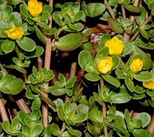 Portulak Samen, Portulaca oleracea, Sommerportulak, Wildgem&uuml;se und Heilpflanze