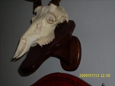 EUROPEAN DEER PLAQUE / SKULL MOUNT KIT/ WALNUT-OAK-BARN-CEDAR-CHERRY-EBONY
