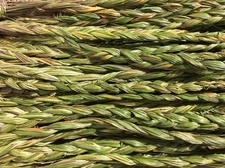 1 Sweetgrass Braid 18-24” Hierochloe Odorata Smudge