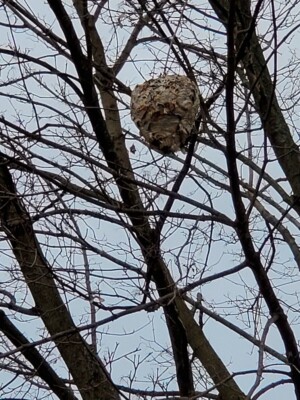 natural bald faced hornets nest, brand new, in excellent condition