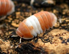 6ct Red Panda Isopods RARE Cubaris sp  Bioactive Vivarium Pet Reptile Feeders