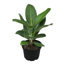 Ficus Audrey Tree 16" Tall in 6" Pot - Easy Care, Air Purifying