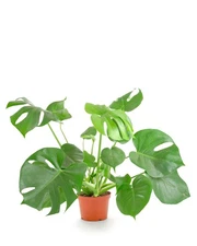 Shop Succulents Monstera Deliciosa 6" Live Upright Indoor Plant in Nursery Pot