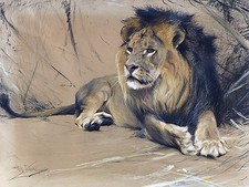 Africa lion W. Spielende Accent Tile Mural Kitchen Backsplash Art Marble Ceramic