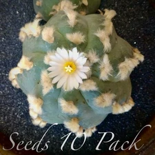 RARE SEEDS (10pk) L. Var. Las Coloradas x10 (Ten) Cactus US SELLER