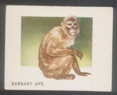 Vintage 1951 Barbary Ape Topps Animals of the World Card #116 (Soft Corners)