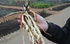 Organic Skirret Starter Plants - (Sium sisarum) - Easy to Grow Root Vegetable