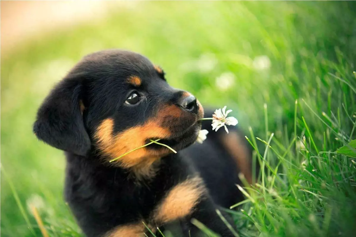 Rotterman puppy best sale