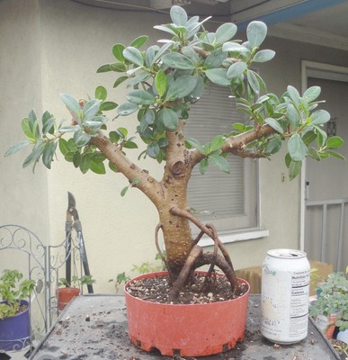 Green Island Ficus microcarpa Pre Bonsai Dwarf Kifu Fat Trunk