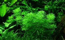Pianta per acquario Limnophila sessiliflora AquaOne n.347 pianta acquatica semplice