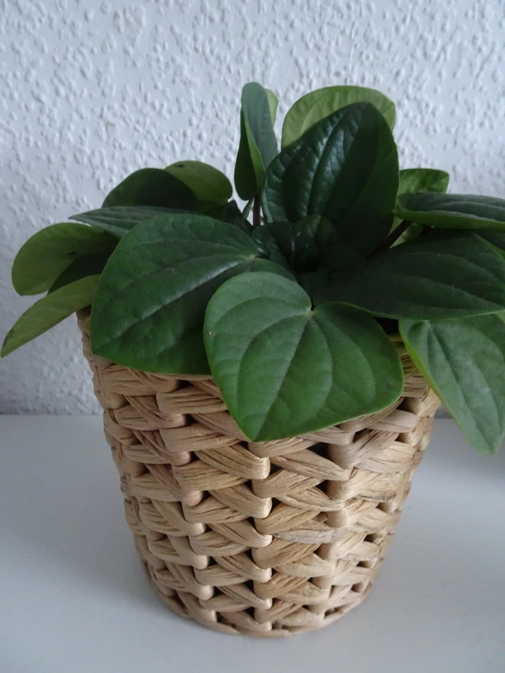 ♔ Ikea Fridfull Übertopf ♔ Blumentopf Wasserhyazinthe ♔ 12 cm ♔ Handgefertigt ♔