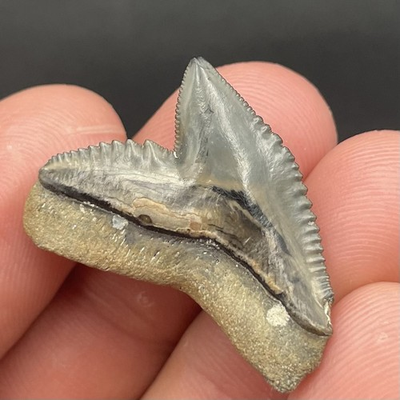 #ad HUGE TIGER SHARK TOOTH FOSSIL GOLDEN BEACH VENICE FLORIDA 1.2” $25.49