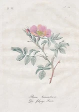 harsh downy rose felt rose roses botany botany copperplate engraving 1800