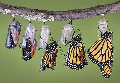 Postkarte: Schmetterling schlüpfender Monarchfalter - hatching Monarch butterfly
