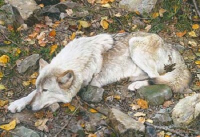 Carl Brenders THE FALL GUY, Tundra Wolf, art print ARTIST PROOF A/P#9/76