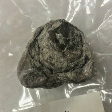 PELECYPODS Mesozoic Era Cretaceous Period Utah 1