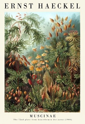 The Nature Collection Set of Three Vintage Ernst Haeckel Botanical Prints 3 Clas