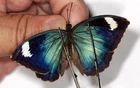 BUTTERFLY. LEPIDOPTERA, BEBEARIA BARCE MACULATA female from CAMEROON ***