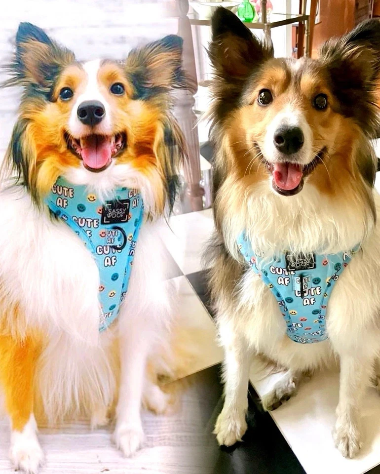 Sassy woof “Cute AF” Light Blue Harness! Worn ONCE (for pics) and that’s it!   - Image 3 of 4