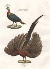 Pheasant pheasant Phasianus Argus peacock birds lithograph Brodtmann 183 269412