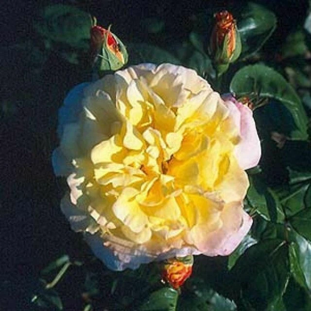 Summer Plants, Seeds & Bulbs