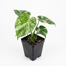 Live Monstera Deliciosa Mint Variegated Plant Rare Jungle Houseplant 2.5" Pot