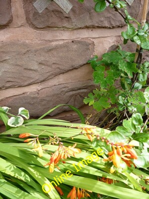 Photo 6x4 OS benchmark - no 52, Aston Road Shifnal OS cutmark low down on c2013