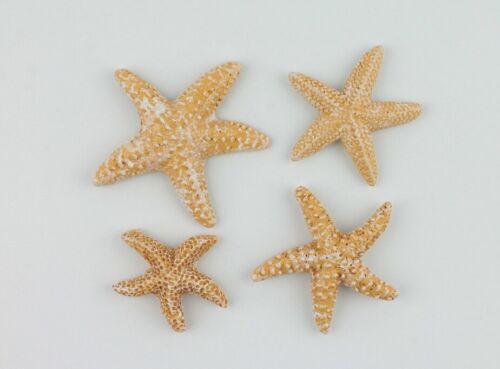 See-Sterne natur/beige/weiß, 36 Stück-Packung, Ø: 4,5 / 3,5 / 3 cm, Polyresin - Bild 1 von 1
