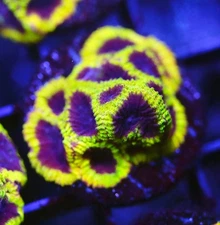 DIYreefer Live Coral WYSIWYG TSA Wolverine Favia Frag