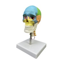 Modello di Cranio Umano, Modello di Cranio, Modello Educativo, Modello di