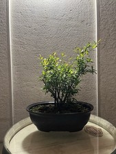 Bonsai di Melograno  ceppaia Visita il mio profilo