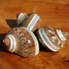 ONE Banded Tapestry Turbo Shell 2.5" Mother of Pearl Shell, Turbo petholatus