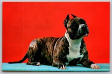 Postal American Pit Bull Dog Terrier