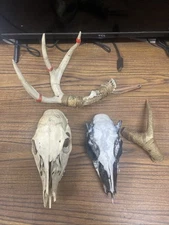 2-Whitetail Deer Head Skulls For Antler Rack Mounting/Antlers