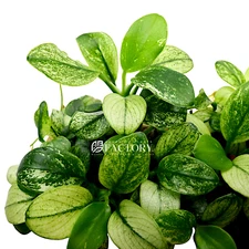 Anubias Pinto | Aquarium Plants Factory®