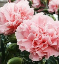 Carnation Absolute Undiluted Essential Oil 100% Pure & Natural