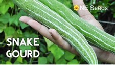 🌼 100% Genuine Bangladeshi, Indian Snake Gourd, Chichinda Chichinga Seeds 