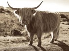 Sepia Highland by Michael Hudson Art Print Cow Farm Nature Wildlife Poster 26x34
