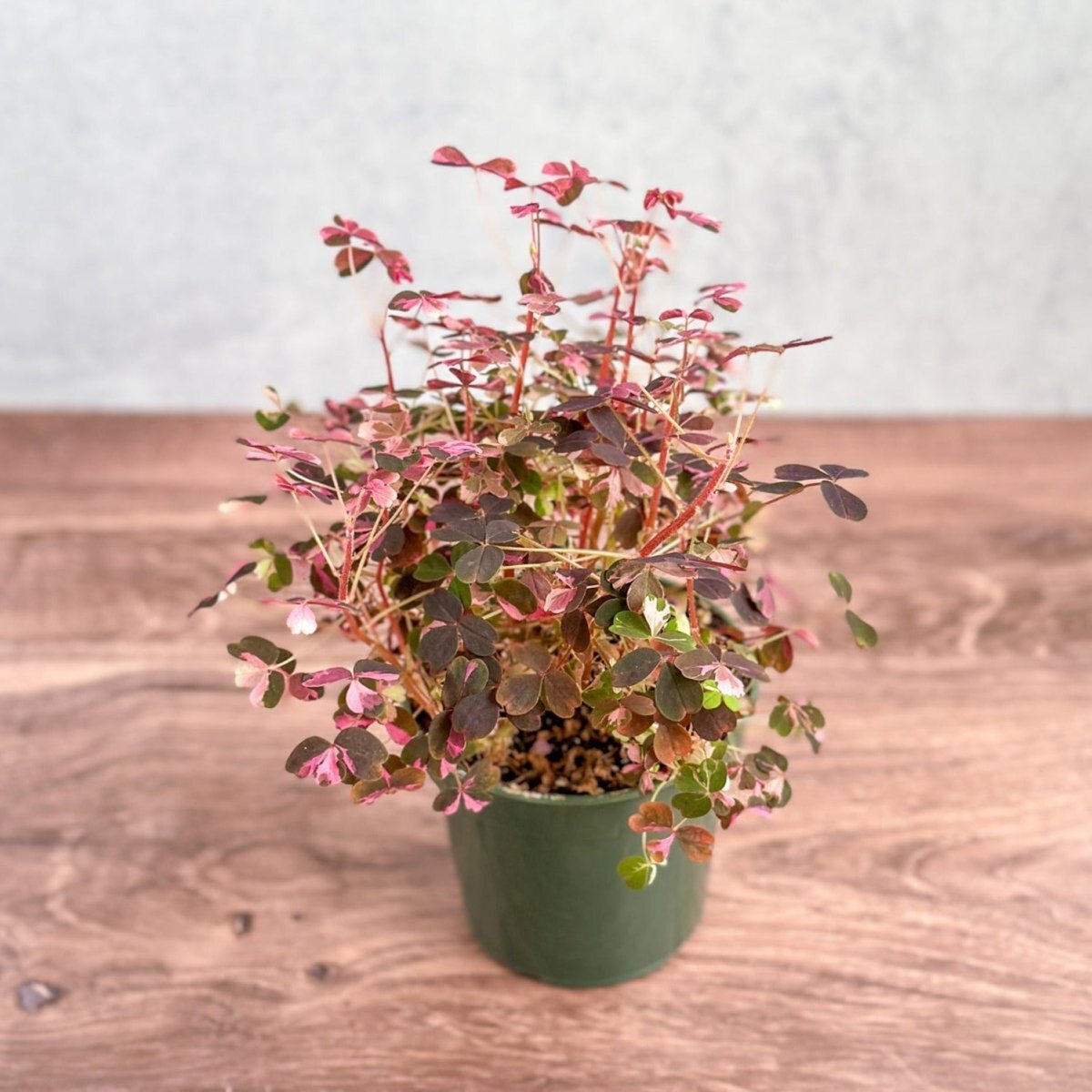 Oxalis bicolor Candy Cane Shamrock eBay