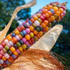 25 Glass Gem Indian Corn Seeds For Planting Beautiful And Vibrant! Non GMO