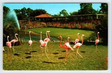 Flamingos Parrot Jungle Miami Florida Vintage Postcard RL-TST