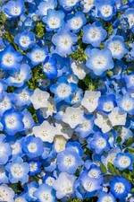 Digital Image Picture Wallpaper Background Desktop Baby Blue Eyes Flowers  0.99