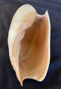 VOLUTIDAE Cymbium cymbium MALE 138mm Dakar, Senegal 2015