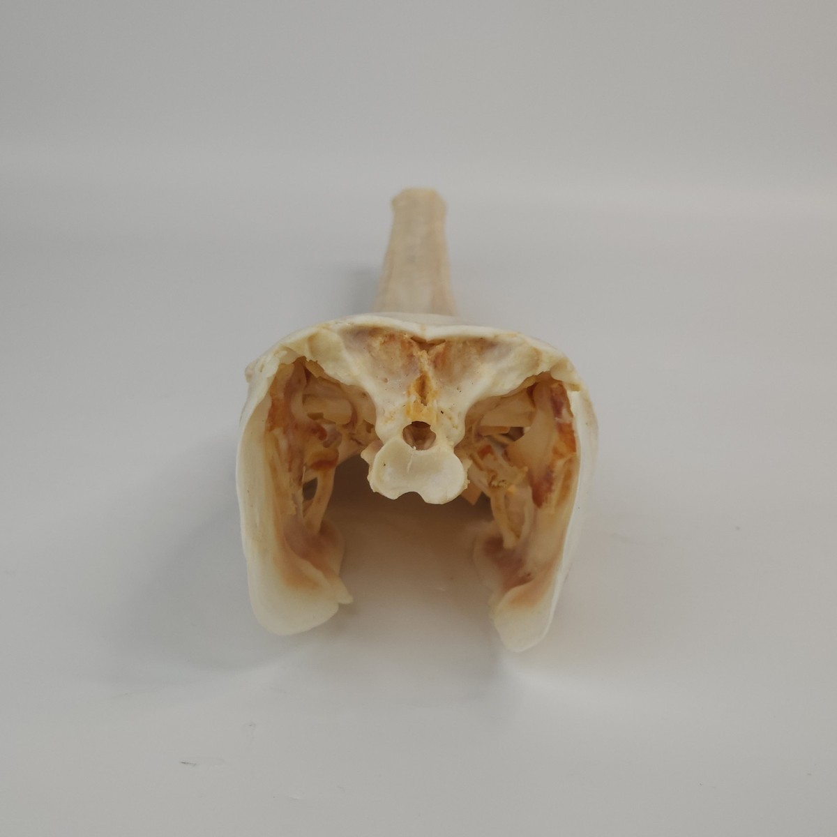 Real Longnose Gar Skull - Large - Fish - Lepisosteus osseus