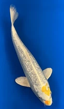 12"  Ginrin Hariwake