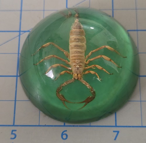 VERY Cool Vintage Taxidermy SCORPION Paper Weight!