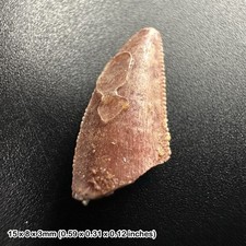 GENUINE Raptor Dinosaur Tooth (Deltadromeus agilis) Fossil Specimen from Morocco