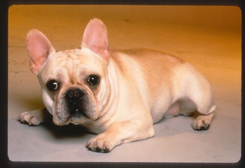 1999 FRENCH BULLDOG On WESTMINSTER KENNEL CLUB DOG SHOW Original 35mm Slide - Picture 1 of 2