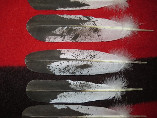 Native American made Immature Golden Eagle Feather, hand painted ...