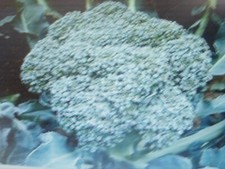 100 Graines BIO de Chou BROCOLI CALABRAIS